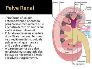  Tem forma afunilada
anteroposterior, orientado
para baixo e medialmente. Se
encontra dentro do seio renal
e atravessa o hilo renal;
 O fundo apoia-se na abertura
dos cálices maiores.Termina
na direção medial no colo da
pelves renal, que marca a
união pelve ureteral.
 A parte posterior da pelve
renal está mais separada das
bordas do hilo renal e é mais
acessível cirurgicamente.
 