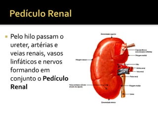  Pelo hilo passam o
ureter, artérias e
veias renais, vasos
linfáticos e nervos
formando em
conjunto o Pedículo
Renal
 