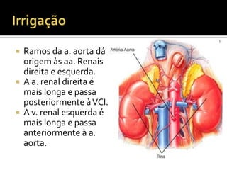  Ramos da a. aorta dá
origem às aa. Renais
direita e esquerda.
 A a. renal direita é
mais longa e passa
posteriormente àVCI.
 A v. renal esquerda é
mais longa e passa
anteriormente à a.
aorta.
 