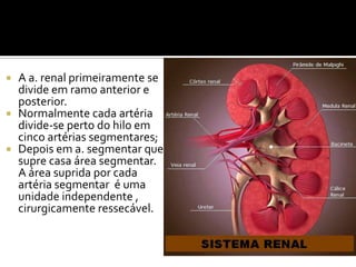  A a. renal primeiramente se
divide em ramo anterior e
posterior.
 Normalmente cada artéria
divide-se perto do hilo em
cinco artérias segmentares;
 Depois em a. segmentar que
supre casa área segmentar.
A área suprida por cada
artéria segmentar é uma
unidade independente ,
cirurgicamente ressecável.
 