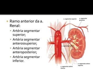  Ramo anterior da a.
Renal:
 Artéria segmentar
superior;
 Artéria segmentar
anterossuperior;
 Artéria segmentar
anteroposterior;
 Artéria segmentar
inferior.
 