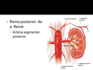  Ramo posterior da
a. Renal:
 Artéria segmentar
posterior
 