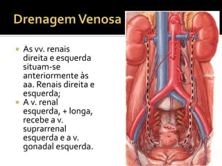  As vv. renais
direita e esquerda
situam-se
anteriormente às
aa. Renais direita e
esquerda;
 A v. renal
esquerda, + longa,
recebe a v.
suprarrenal
esquerda e a v.
gonadal esquerda.
 