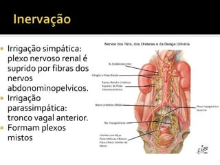  Irrigação simpática:
plexo nervoso renal é
suprido por fibras dos
nervos
abdonominopelvicos.
 Irrigação
parassimpática:
tronco vagal anterior.
 Formam plexos
mistos
 