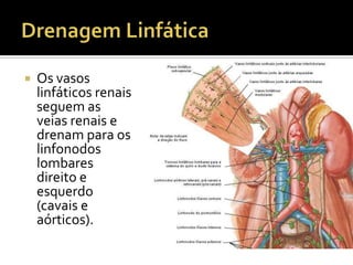  Os vasos
linfáticos renais
seguem as
veias renais e
drenam para os
linfonodos
lombares
direito e
esquerdo
(cavais e
aórticos).
 