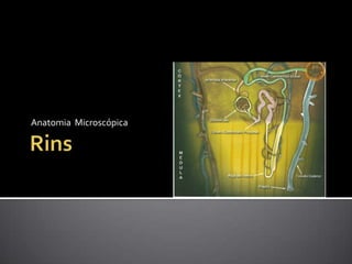 Anatomia Microscópica
 