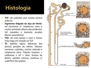  TCP: cél cubóides com núcleo central
esférico
 Segmento delgado da alça de Henle:
cél escamosa c/ citoplasma claro e
núcleo achatado (Ramo descendente).
Cél cuboides e bastante coradas
(Ramo ascendente)
 TCD: cél mais baixas e com o lúmen
mais largo em relação ao TCP
 TC: epitélio típico, diferente das
demais porções do néfron. Túbulos
menores: cubóides, núcleo redondo e
citoplasma claro. Túbulos maiores: +
calibrosos e cél + altas. Ductos de
Bellini: epitélio colunar, contínuo c/
superfície das papilas
 