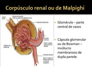  Glomérulo – parte
central de vasos
 Cápsula glomerular
ou de Bowman –
invólucro
membranoso de
dupla parede
 