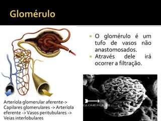Arteríola glomerular aferente->
Capilares glomerulares -> Arteríola
eferente ->Vasos peritubulares ->
Veias interlobulares
 O glomérulo é um
tufo de vasos não
anastomosados.
 Através dele irá
ocorrer a filtração.
 