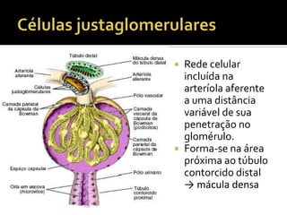  Rede celular
incluída na
arteríola aferente
a uma distância
variável de sua
penetração no
glomérulo.
 Forma-se na área
próxima ao túbulo
contorcido distal
→ mácula densa
 