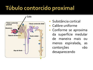  Substância cortical
 Calibre uniforme
 Conforme se aproxima
da superfície medular
de maneira mais ou
menos espiralada, as
contorções vão
desaparecendo
Colo
 