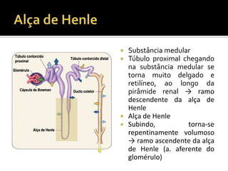  Substância medular
 Túbulo proximal chegando
na substância medular se
torna muito delgado e
retilíneo, ao longo da
pirâmide renal → ramo
descendente da alça de
Henle
 Alça de Henle
 Subindo, torna-se
repentinamente volumoso
→ ramo ascendente da alça
de Henle (a. aferente do
glomérulo)
 