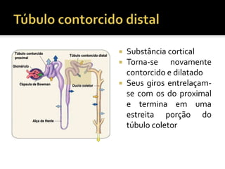  Substância cortical
 Torna-se novamente
contorcido e dilatado
 Seus giros entrelaçam-
se com os do proximal
e termina em uma
estreita porção do
túbulo coletor
 