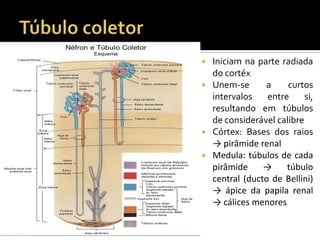  Iniciam na parte radiada
do cortéx
 Unem-se a curtos
intervalos entre si,
resultando em túbulos
de considerável calibre
 Córtex: Bases dos raios
→ pirâmide renal
 Medula: túbulos de cada
pirâmide → túbulo
central (ducto de Bellini)
→ ápice da papila renal
→ cálices menores
 