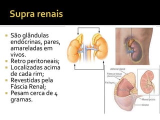  São glândulas
endócrinas, pares,
amareladas em
vivos.
 Retro peritoneais;
 Localizadas acima
de cada rim;
 Revestidas pela
Fáscia Renal;
 Pesam cerca de 4
gramas.
 
