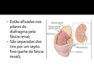  Estão afixadas nos
pilares do
diafragma pela
fáscia renal;
 São separadas dos
rins por um septo
fino (parte da fáscia
renal);
 