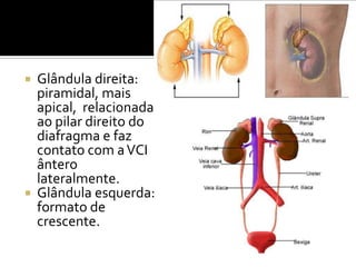  Glândula direita:
piramidal, mais
apical, relacionada
ao pilar direito do
diafragma e faz
contato com aVCI
ântero
lateralmente.
 Glândula esquerda:
formato de
crescente.
 