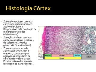  Zona glomerulosa: camada
estreitada imediatamente
abaixo da cápsula,
Responsável pela produção de
mineralocorticóides
(aldosterona)
 Zona fasciculada: camada
contém colesterol e ésteres
de colesterol). Produz
glicocorticóides (cortisol).
 Zona reticular: camada
estreita no limite com a
medular, composta por
agregados irregulares de
células não-vacuolizadas.
Produz esteróides sexuais
(estrogênios e andrógenos).
 