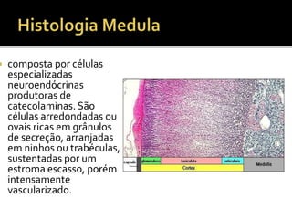  composta por células
especializadas
neuroendócrinas
produtoras de
catecolaminas. São
células arredondadas ou
ovais ricas em grânulos
de secreção, arranjadas
em ninhos ou trabéculas,
sustentadas por um
estroma escasso, porém
intensamente
vascularizado.
 