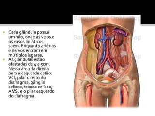  Cada glândula possui
um hilo, onde as veias e
os vasos linfáticos
saem. Enquanto artérias
e nervos entram em
múltiplos lugares.
 As glândulas estão
afastadas de 4 a 5cm.
Nessa área da direita
para a esquerda estão:
VCI, pilar direito do
diafragma, gânglio
celíaco, tronco celíaco,
AMS, e o pilar esquerdo
do diafragma.
 