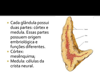  Cada glândula possui
duas partes: córtex e
medula. Essas partes
possuem origem
embriológica e
funções diferentes.
 Córtex:
mesênquima;
 Medula: células da
crista neural.
 