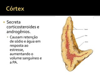  Secreta
corticosteroides e
androgênios.
 Causam retenção
de sódio e água em
resposta ao
estresse,
aumentando o
volume sanguíneo e
a PA.
 