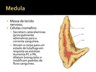  Massa de tecido
nervoso;
 Células cromafins:
 Secretam catecolaminas
(principalmente
adrenalina) para a
corrente sanguínea.
 Ativam o corpo para um
estado de luta/fuga em
resposta ao estresse.
Aumenta FC e PA,
dilatam bronquíolos e
modificam padrões de
fluxo sanguíneo.
 