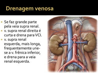  Se faz grande parte
pela veia supra renal.
 v. supra renal direita é
curta e drena paraVCI.
 v. supra renal
esquerda, mais longa,
frequentemente une-
se a v. frênica inferior,
e drena para a veia
renal esquerda.
 