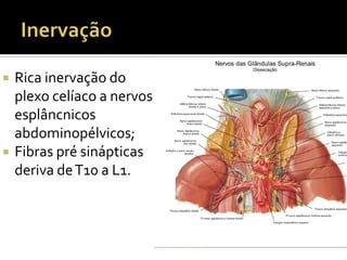  Rica inervação do
plexo celíaco a nervos
esplâncnicos
abdominopélvicos;
 Fibras pré sinápticas
deriva deT10 a L1.
 