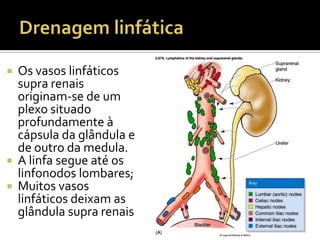  Os vasos linfáticos
supra renais
originam-se de um
plexo situado
profundamente à
cápsula da glândula e
de outro da medula.
 A linfa segue até os
linfonodos lombares;
 Muitos vasos
linfáticos deixam as
glândula supra renais
 