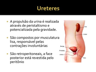  A propulsão da urina é realizada
através de peristaltismo e
potencializada pela gravidade.
 São compostos por musculatura
lisa, responsável pelas
contrações involuntárias
 São retroperitoneais, a face
posterior está revestida pelo
peritônio
 