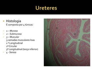  Histologia
É composta por 4 túnicas:
 1 – Mucosa
 2 – Submucosa
 3 – Muscular
3 camadas musculares lisas
1 ª Longitudinal
2ª Circular
3ª Longitudinal (terço inferior)
 4 - Serosa
 