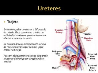  Trajeto
Entram na pelve ao cruzar a bifurcação
da artéria ilíaca comum ou o início da
artéria ilíaca externa, passando sobre a
abertura superior da pelve
Se curvam ântero-medialmente, acima
do músculo levantador do ânus para
entrar na bexiga
Passam obliquamente através da parede
muscular da bexiga em direção ínfero-
medial
 