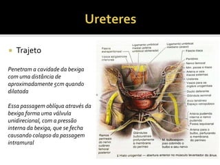  Trajeto
Penetram a cavidade da bexiga
com uma distância de
aproximadamente 5cm quando
dilatada
Essa passagem oblíqua através da
bexiga forma uma válvula
unidirecional, com a pressão
interna da bexiga, que se fecha
causando colapso da passagem
intramural
 