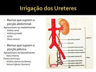  Ramos que suprem a
porção abdominal:
Aproximam-se medialmente
 Artéria renal
 Artéria gonadal
 Aorta
 Íliaca comum
 Ramos que suprem a
porção pélvica:
Aproximam-se lateralmente
 Ilíaca interna
Partes terminais:
 Artéria uterina (mulheres)
 Vesical Inferior (homens)
 