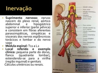  Suprimento nervoso: nervos
nascem do plexo renal, aórtico
abdominal e hipogástrico
superior e inferior (parte pélvica)
e consistem em fibras aferentes
parassimpáticas, simpáticas e
viscerais dos nervos esplâncnicos
torácicos e lombar e do nervo
vago
 Medula espinal: T11 a L2
 Local referido e exemplo
clínico: pequena parte do dorso,
flanco (quadrante lombar),
estendendo-se para a virilha
(região inguinal) e genitais
Cálculos uretéricos ou renais.
 
