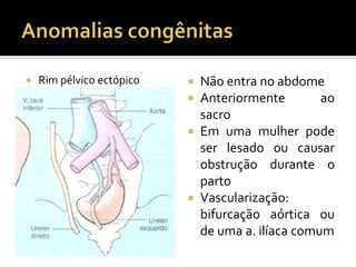  Rim pélvico ectópico  Não entra no abdome
 Anteriormente ao
sacro
 Em uma mulher pode
ser lesado ou causar
obstrução durante o
parto
 Vascularização:
bifurcação aórtica ou
de uma a. ilíaca comum
 