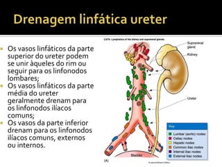  Os vasos linfáticos da parte
superior do ureter podem
se unir àqueles do rim ou
seguir para os linfonodos
lombares;
 Os vasos linfáticos da parte
média do ureter
geralmente drenam para
os linfonodos ilíacos
comuns;
 Os vasos da parte inferior
drenam para os linfonodos
ilíacos comuns, externos
ou internos.
 