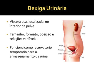  Víscera oca, localizada no
interior da pelve
 Tamanho, formato, posição e
relações variáveis
 Funciona como reservatório
temporário para o
armazenamento da urina
 