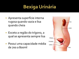 Apresenta superfície interna
rugosa quando vazia e lisa
quando cheia
 Exceto a região do trígono, a
qual se apresenta sempre lisa
 Possui uma capacidade média
de 700 a 800ml
 