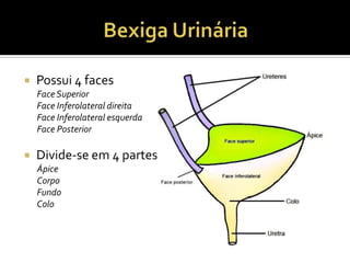  Possui 4 faces
FaceSuperior
Face Inferolateral direita
Face Inferolateral esquerda
Face Posterior
 Divide-se em 4 partes
Ápice
Corpo
Fundo
Colo
 