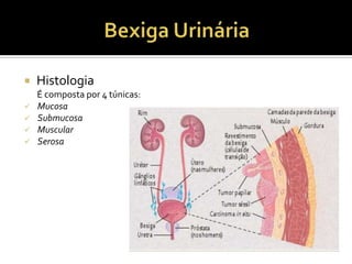  Histologia
É composta por 4 túnicas:
 Mucosa
 Submucosa
 Muscular
 Serosa
 