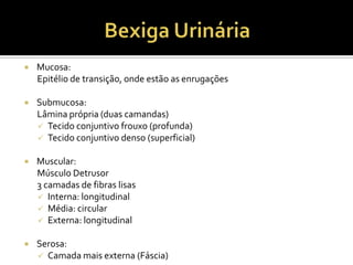  Mucosa:
Epitélio de transição, onde estão as enrugações
 Submucosa:
Lâmina própria (duas camandas)
 Tecido conjuntivo frouxo (profunda)
 Tecido conjuntivo denso (superficial)
 Muscular:
Músculo Detrusor
3 camadas de fibras lisas
 Interna: longitudinal
 Média: circular
 Externa: longitudinal
 Serosa:
 Camada mais externa (Fáscia)
 
