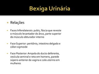  Relações
 Faces Inferolaterais: pubis, fáscia que reveste
o músculo levantador do ânus, parte superior
do músculo obturador interno
 Face Superior: peritônio, intestino delgado e
cólon sigmoide
 Face Posterior: Ampola do ducto deferente,
vesícula seminal e reto em homens, parede
súpero-anterior da vagina e colo uterino em
mulheres
 