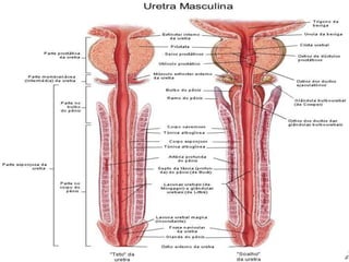 Rins e vias urinárias