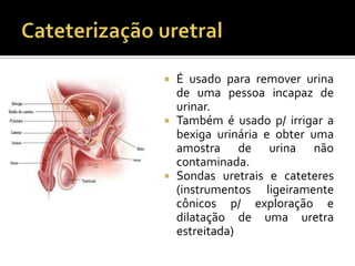 Rins e vias urinárias