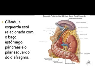  Ramos que suprem a
porção abdominal:
Aproximam-se medialmente
 Artéria renal
 Artéria gonadal
 Aorta
 Íliaca comum
...