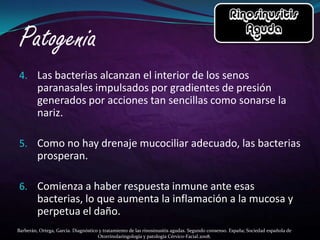 4. Las bacterias alcanzan el interior de los senos
         paranasales impulsados por gradientes de presión
         generados por acciones tan sencillas como sonarse la
         nariz.

5. Como no hay drenaje mucociliar adecuado, las bacterias
         prosperan.

6. Comienza a haber respuesta inmune ante esas
         bacterias, lo que aumenta la inflamación a la mucosa y
         perpetua el daño.
Barberán, Ortega, García. Diagnóstico y tratamiento de las rinosinusitis agudas. Segundo consenso. España; Sociedad española de
                                     Otorrinolaringología y patología Cérvico-Facial.2008.
 