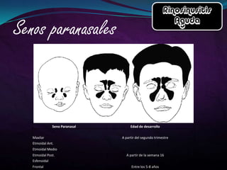 Seno Paranasal        Edad de desarrollo

Maxilar                       A partir del segundo trimestre
Etmoidal Ant.
Etmoidal Medio
Etmoidal Post.                  A partir de la semana 16
Esfenoidal
Frontal                             Entre los 5-8 años
 