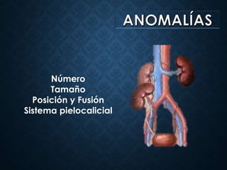 Número
Tamaño
Posición y Fusión
Sistema pielocalicial
 